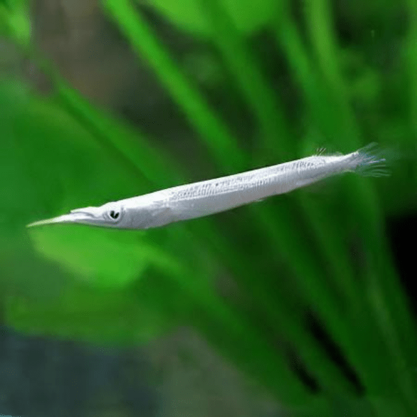 Wrestling white halfbeak | Dermogenys pusillus white 3-4cm