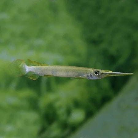 Wrestling white halfbeak | Dermogenys pusillus white 3-4cm