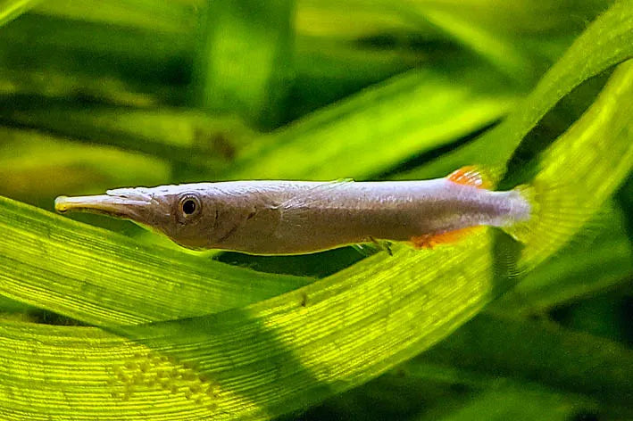 Wrestling white halfbeak | Dermogenys pusillus white 3-4cm