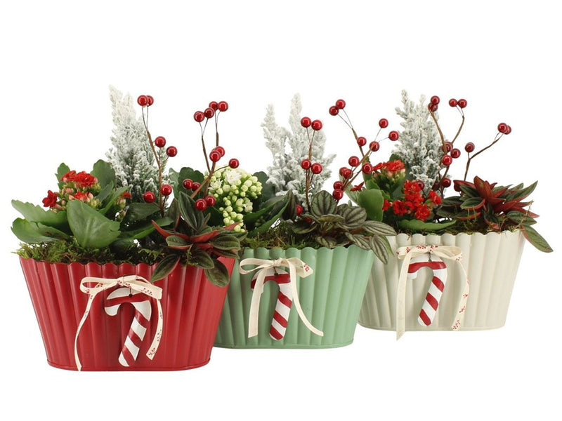 20cm metal Christmas Planter with Kalanchoe, Peperomia and Ellwoodii decorated