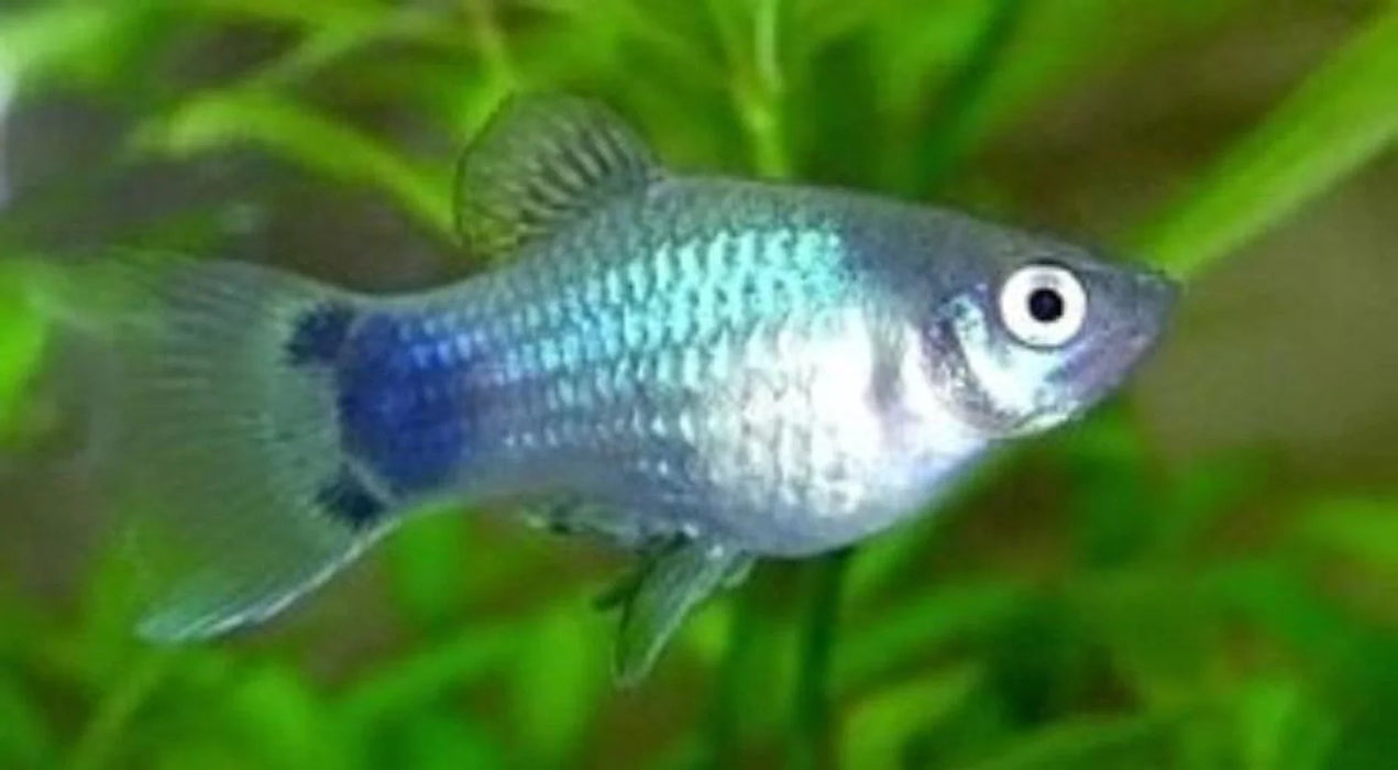Platy Mickey Mouse Blue (ML)