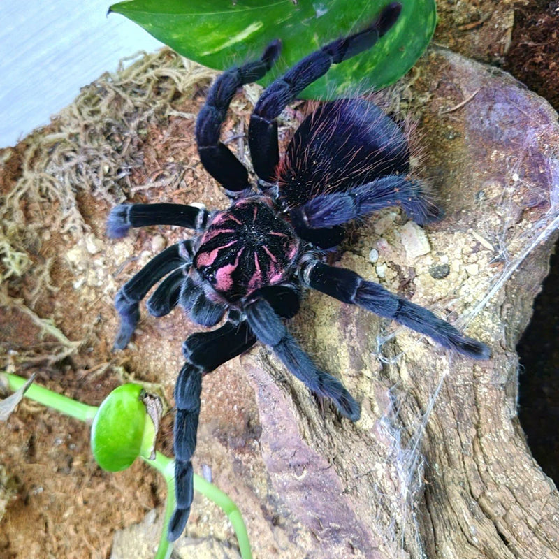 Amazon Blue Bloom Tarantula | Xenesthis intermedia s/med