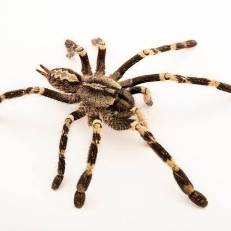 Yellow-Backed Ornamental Tarantula Medium | Poecilotheria smithi