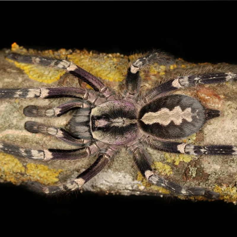 Yellow-Backed Ornamental Tarantula Medium | Poecilotheria smithi