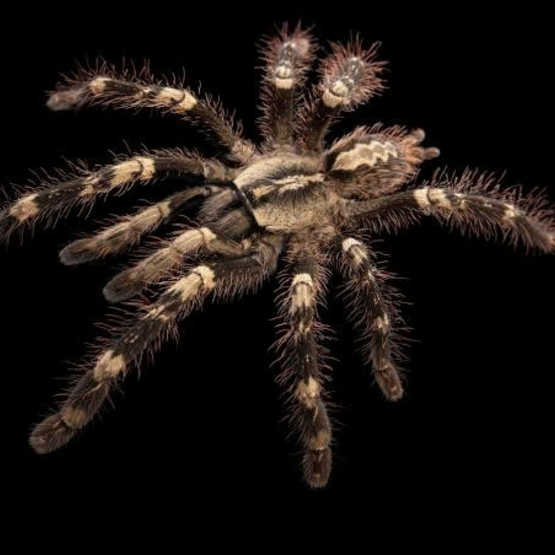 Yellow-Backed Ornamental Tarantula Medium | Poecilotheria smithi