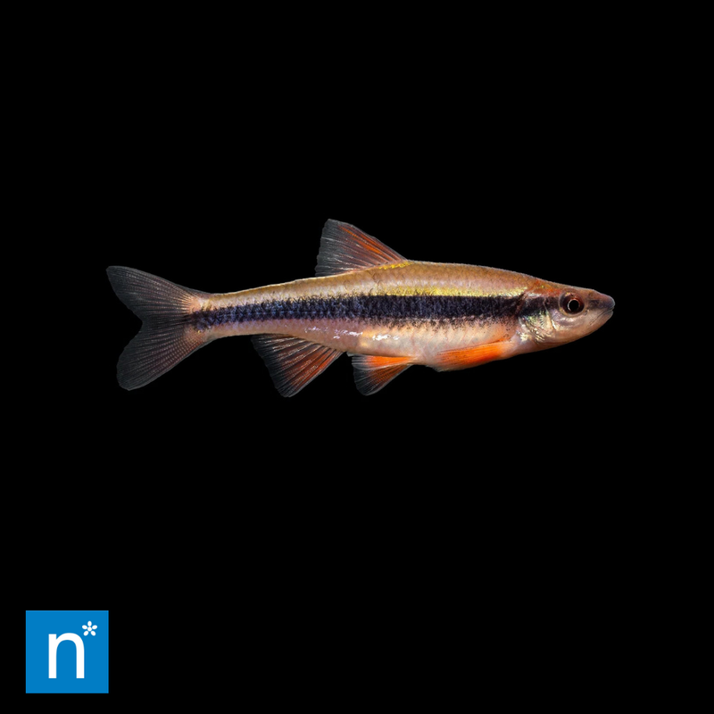 Yellow-Finned Shiner | Hydrophlox lutipinnis