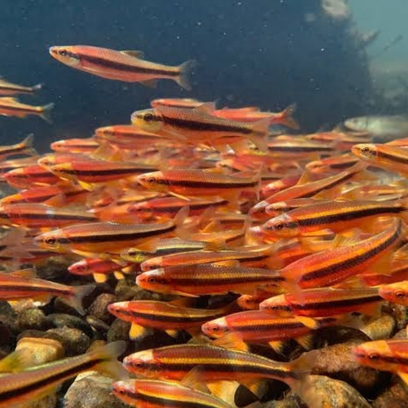 Yellow-Finned Shiner | Hydrophlox lutipinnis