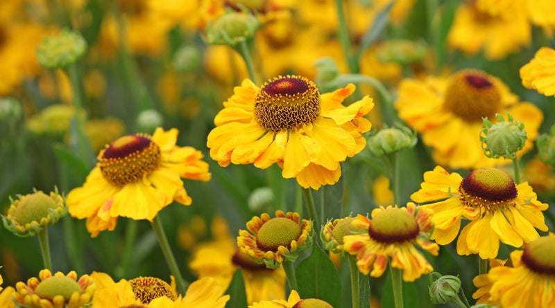 Helenium 'The Bishop' | Sneezeweed 2 Litre