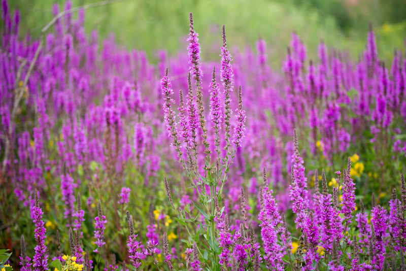 Lythrum salicaria 'Robin' | Purple Loosestrife (2 Litre)