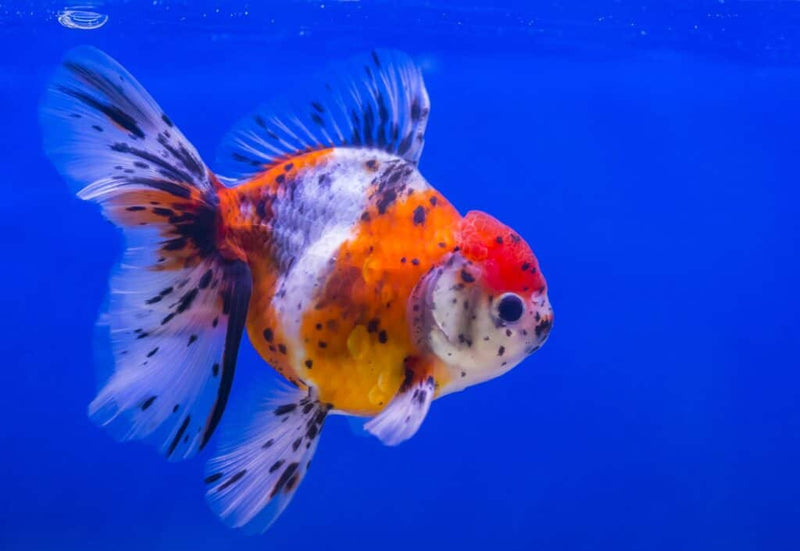 Yellow/Black Goldfish 2-3"