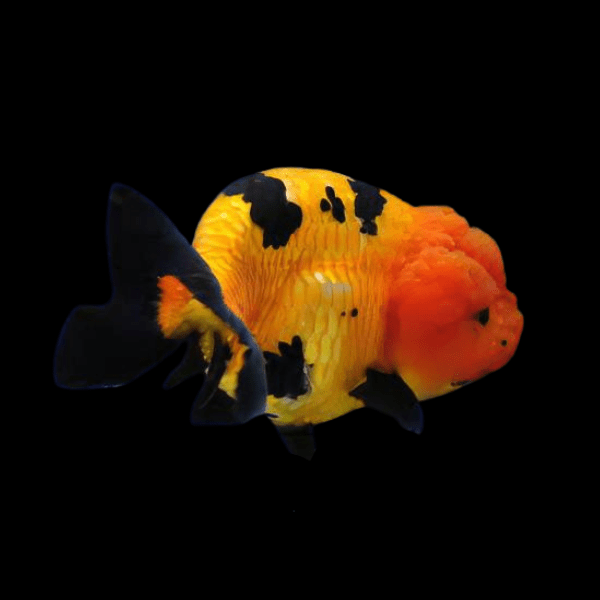 Yellow/Black Goldfish 2-3"