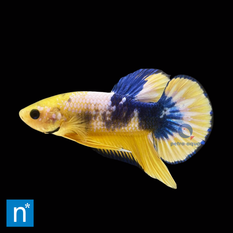 Yellow Hellboy Plakat Siamese Fighter Male XL | Betta splendens