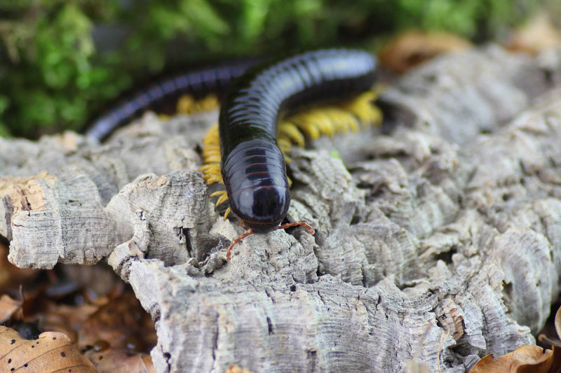Yellow Legged Millipede | Alienostreptus bicolripes