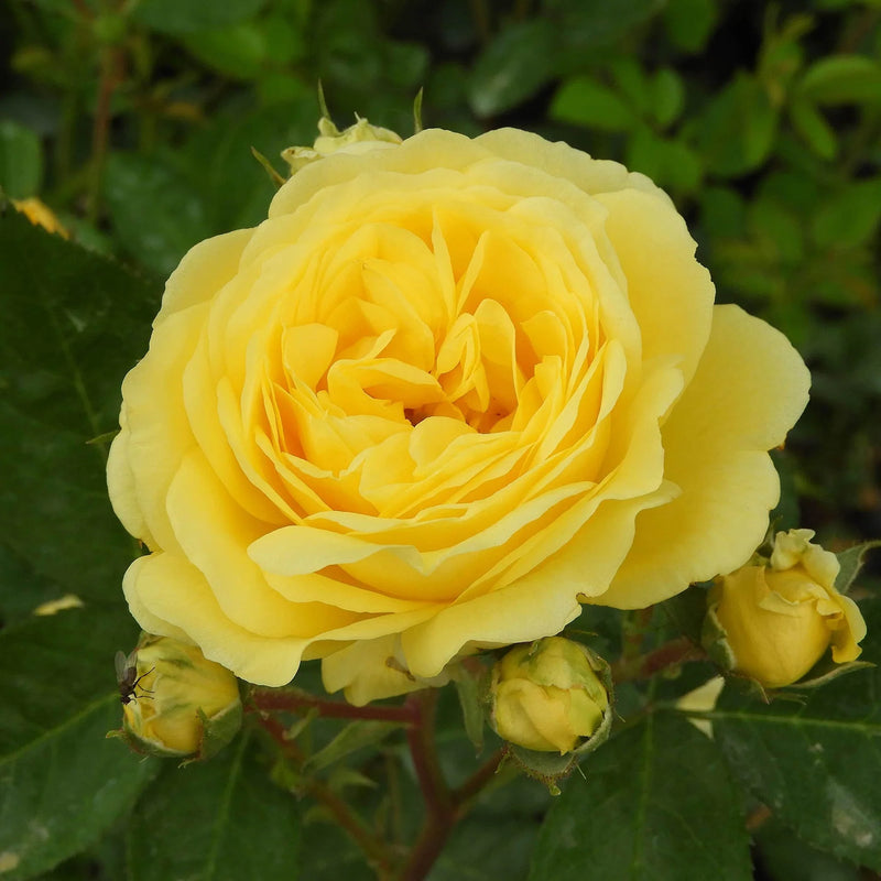 Yellow Meilove Floribunda Rose 4.5 Litre