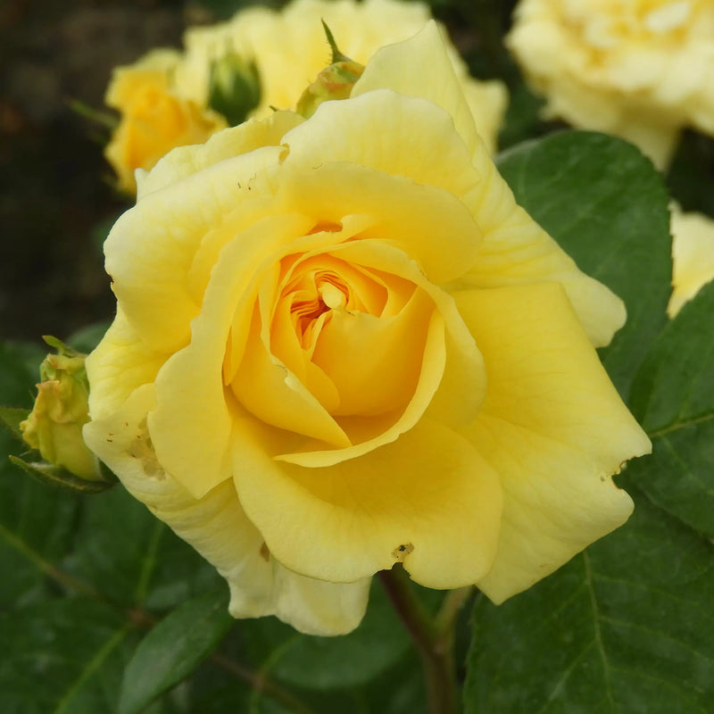 Yellow Meilove Floribunda Rose 4.5 Litre