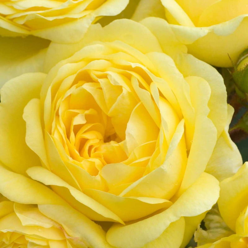 Yellow Meilove Floribunda Rose 4.5 Litre