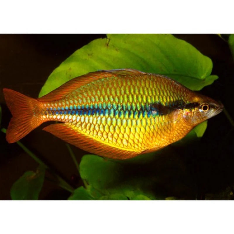 Yellow Rainbow Fish 1.5 Inch