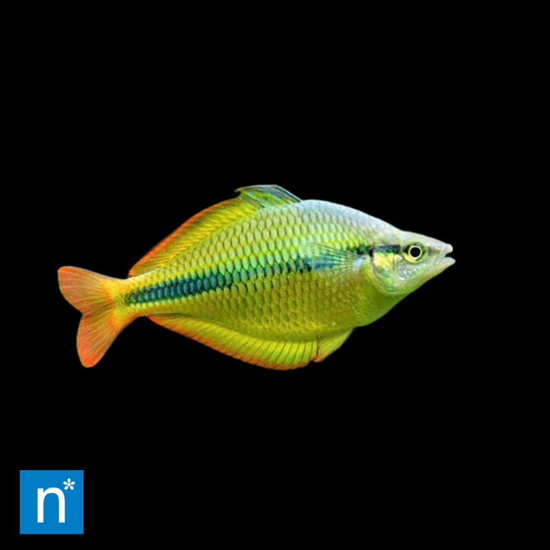 Yellow Rainbowfish | Melanotaenia parkinsoni