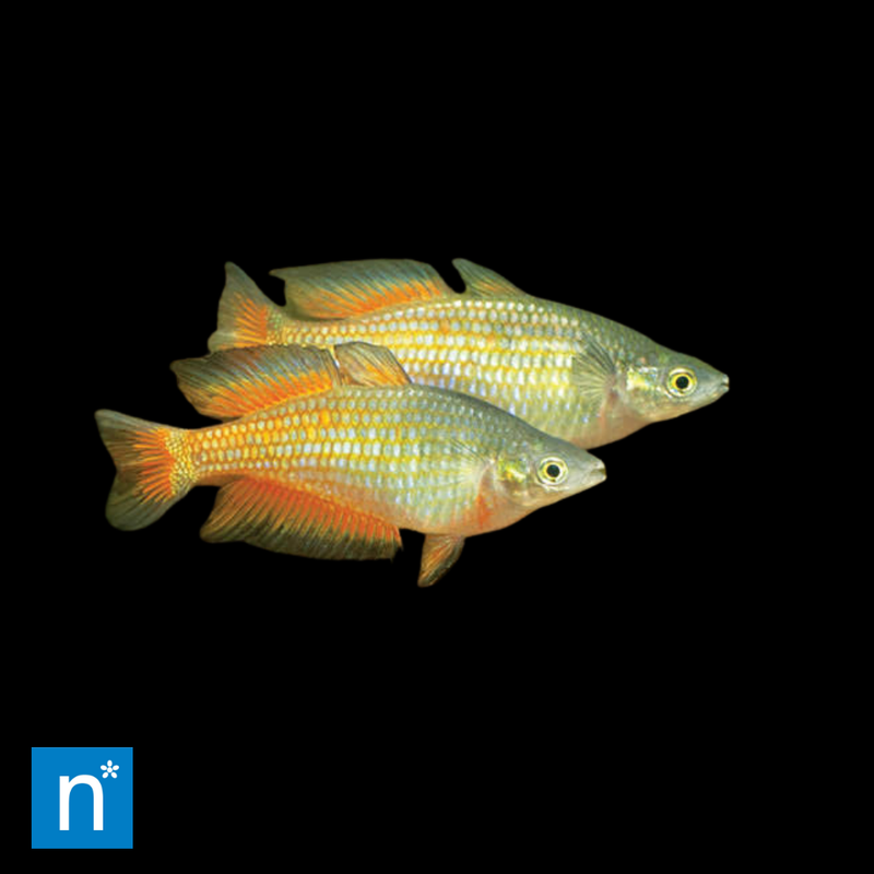Yellow Rainbowfish | Melanotaenia parkinsoni