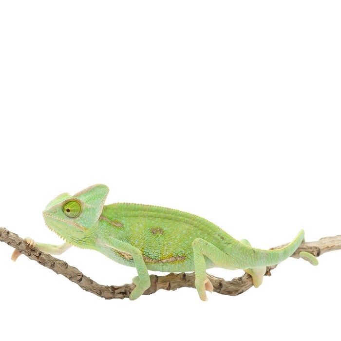 Yemen Chameleon