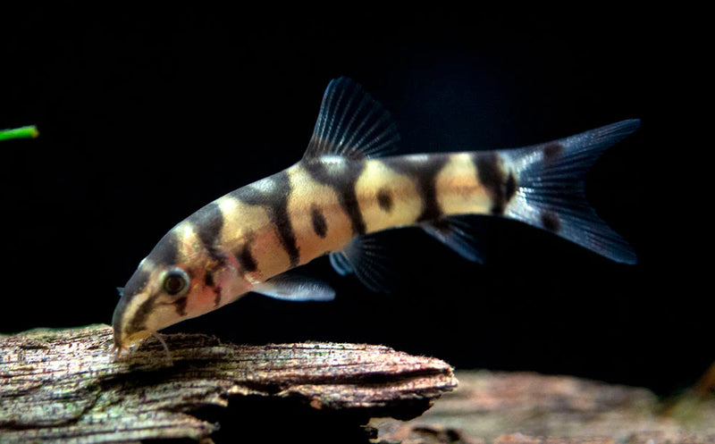 Yoyo Loach | Botia almorhae