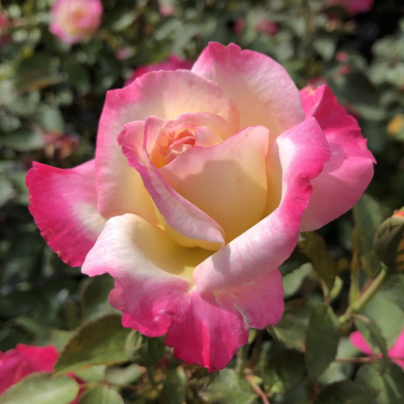 You're My Everything Hybrid Tea Rose 3.5 Litre