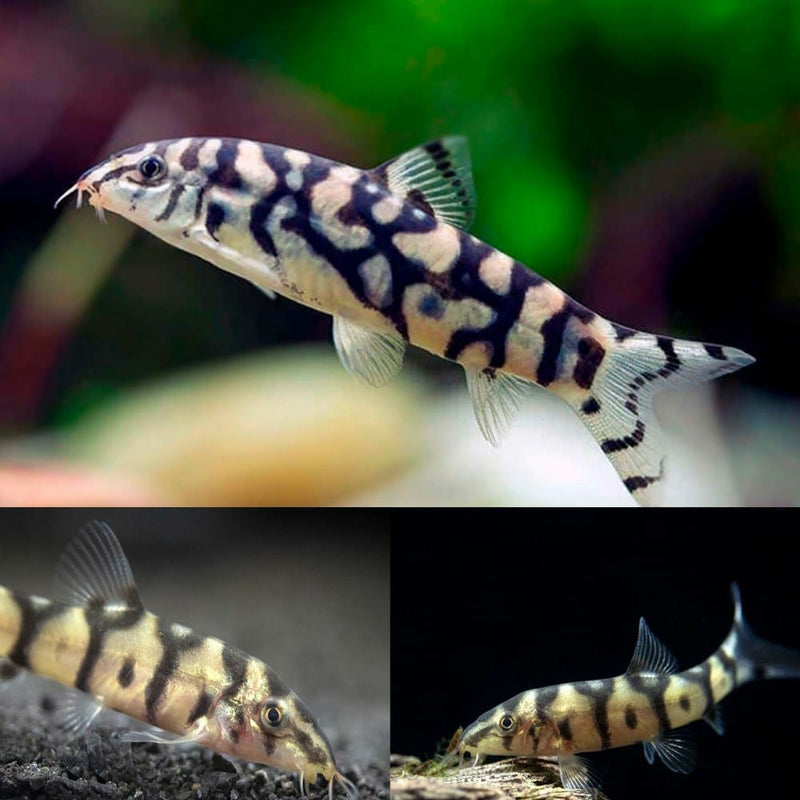Yoyo Loach | Botia almorhae