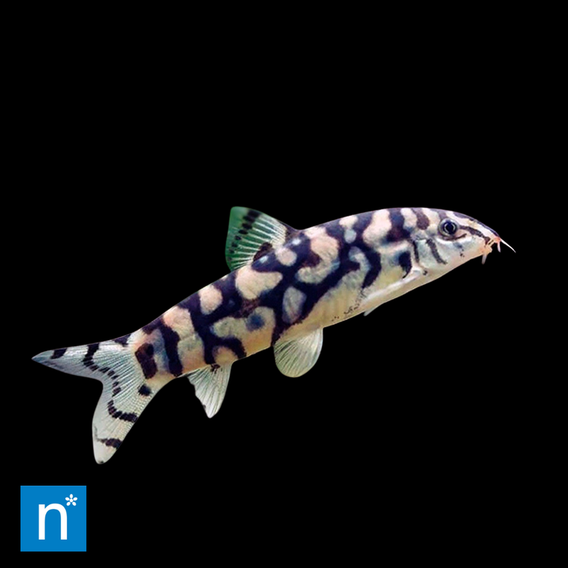 Yoyo Loach | Botia almorhae