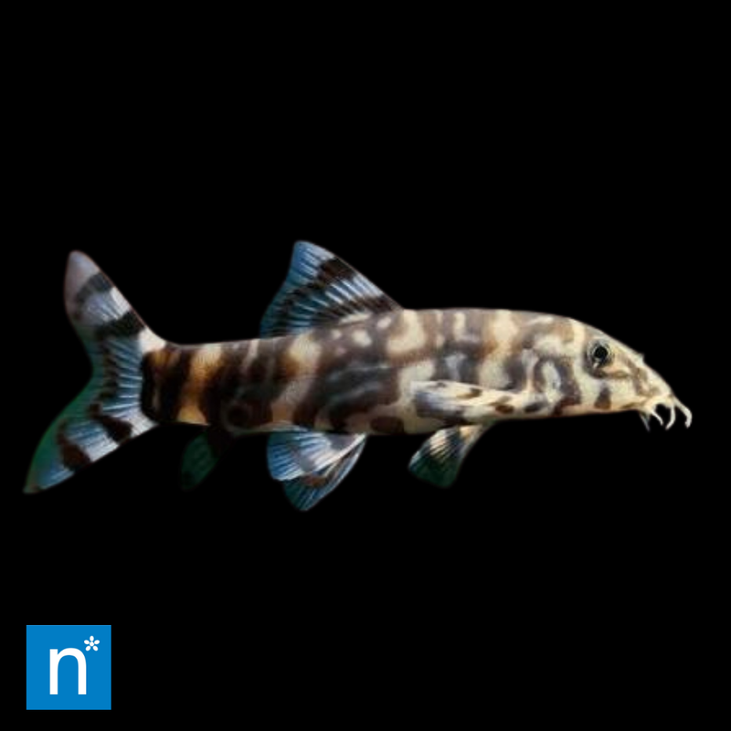 Yoyo Loach | Botia almorhae