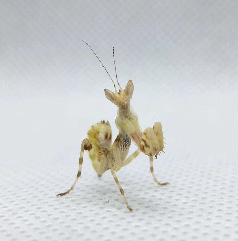 Yunnan Flower Mantis | Creobroter sp. “Yunnan”