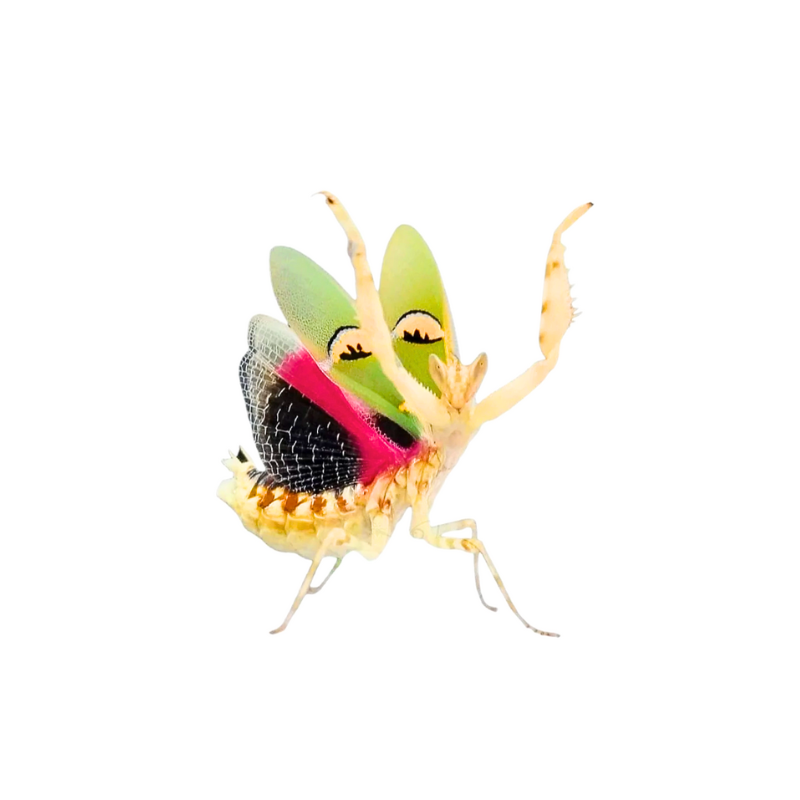 Yunnan Flower Mantis | Creobroter sp. “Yunnan”