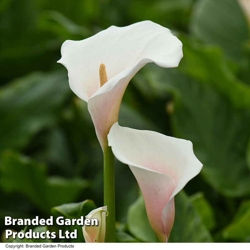 Arum Lily 'Pink Splash'