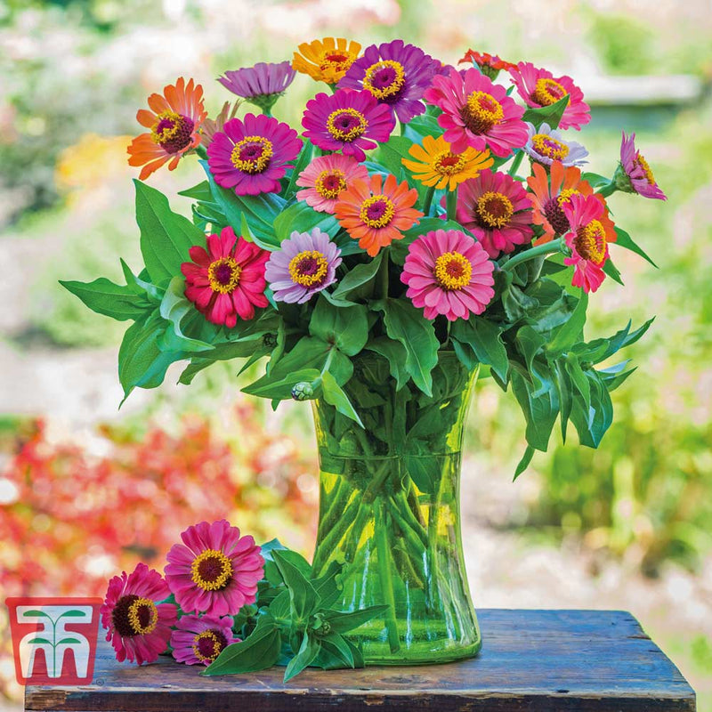 Zinnia 'Forecast'