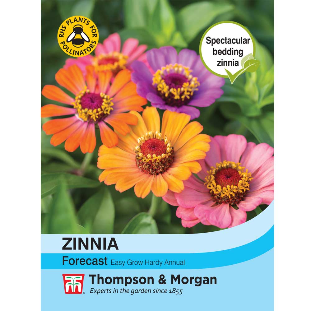 Zinnia 'Forecast' — Newlands Garden Centre