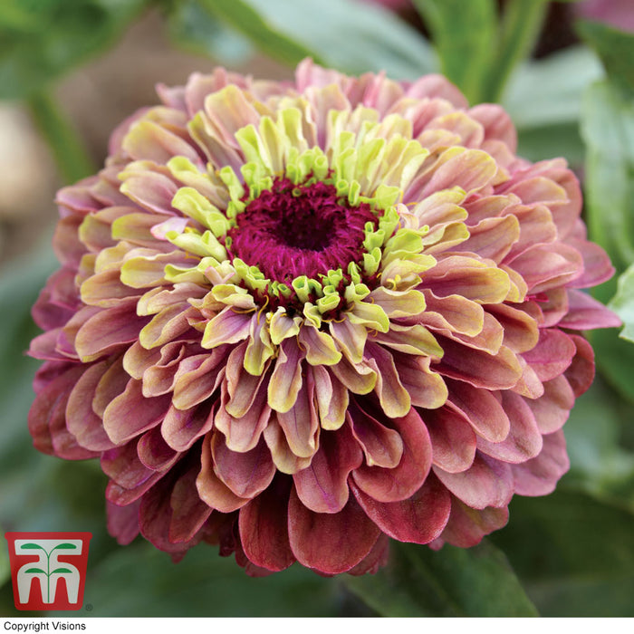 Zinnia 'Queeny Lime Red'