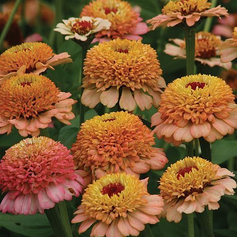 Zinnia elegans 'Zinderella Peach'