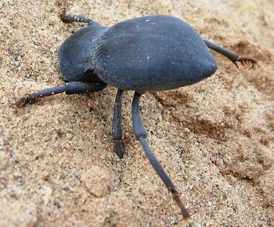 Death Feigning Beetle | Asbolus laevis