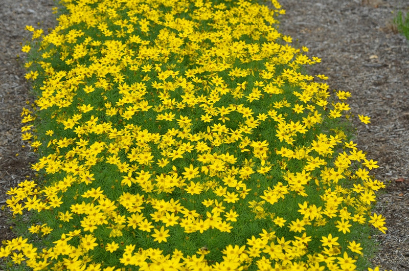 Coreopsis verticillata 'Zagreb'