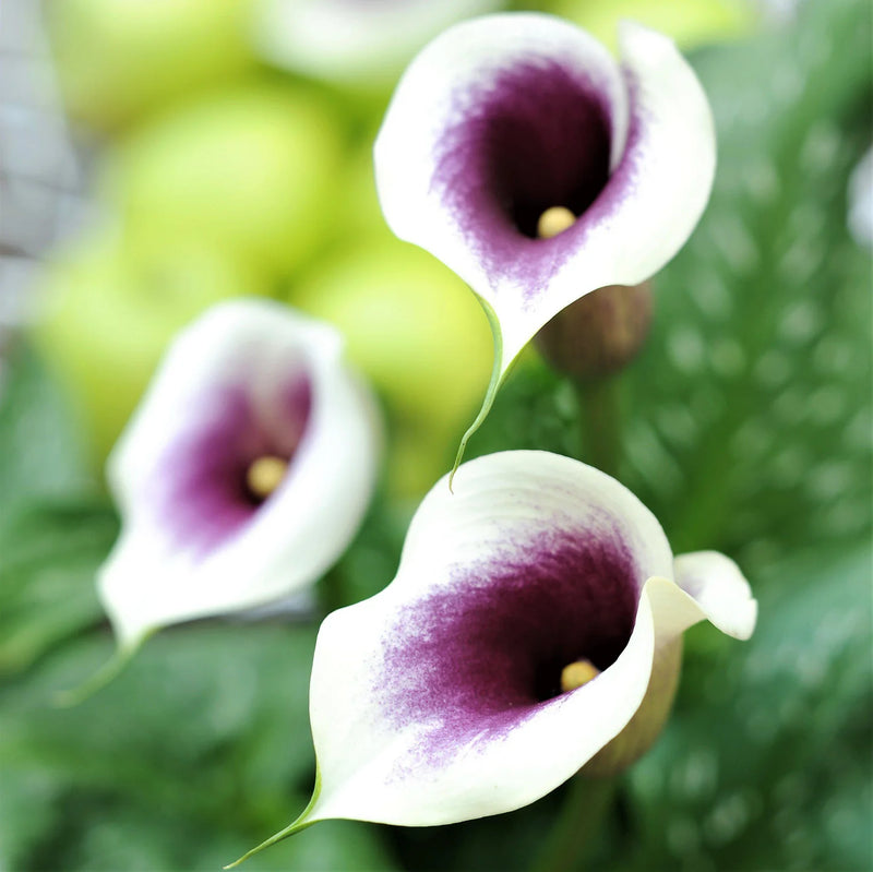 Zantedeschia Eydona 'Purple White' 3L