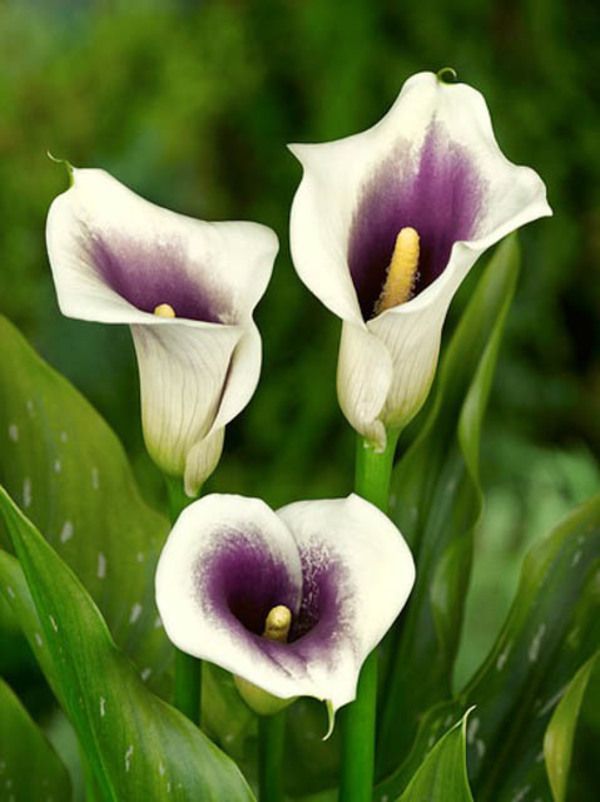 Zantedeschia Eydona 'Purple White' 3L