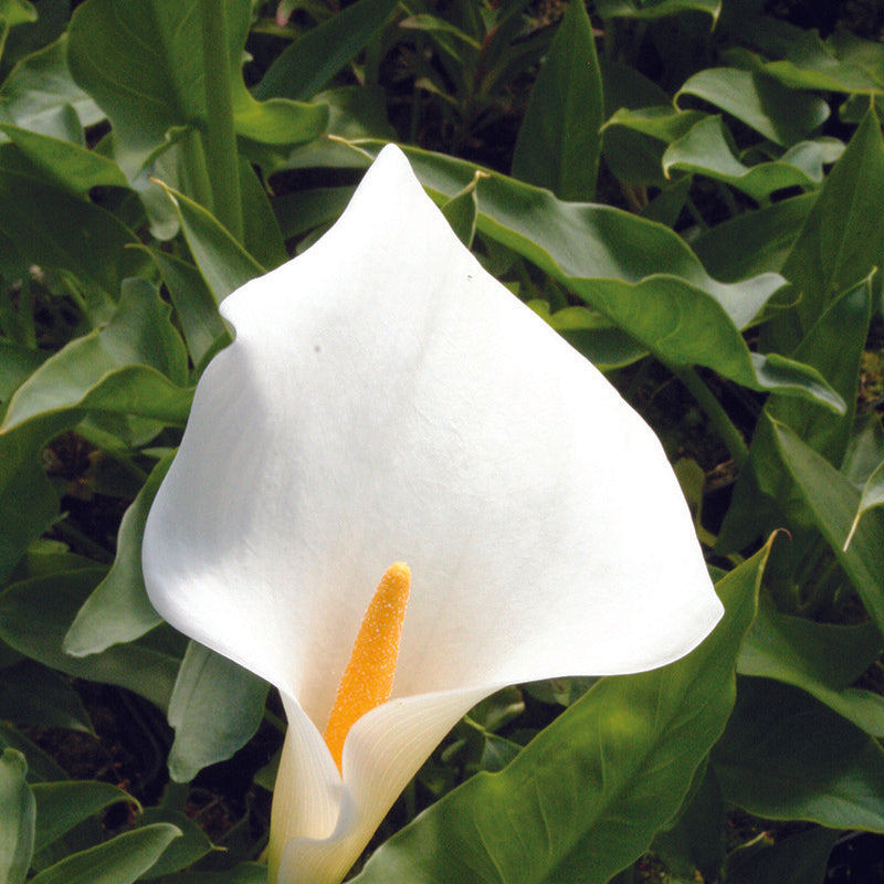 Zantedeschia Eydona 'White' 3 Litre