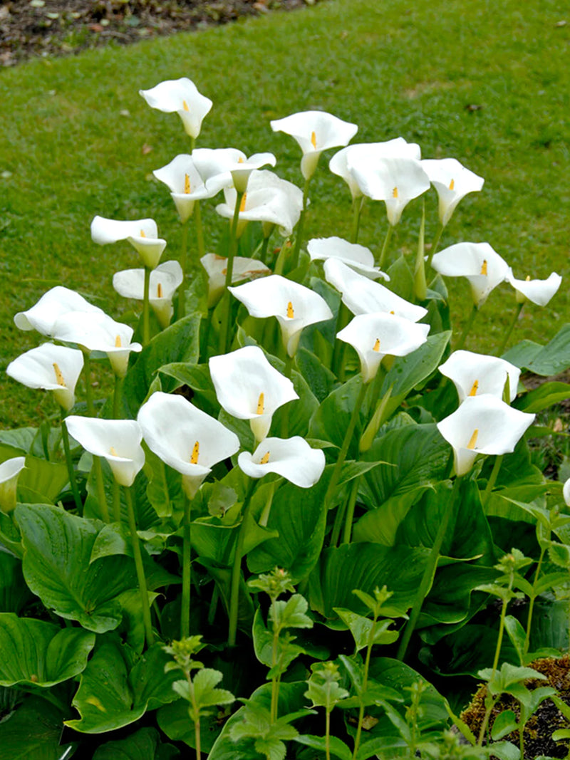 Zantedeschia aethiopica 'Snow White | Calla Lily (3 Litre)