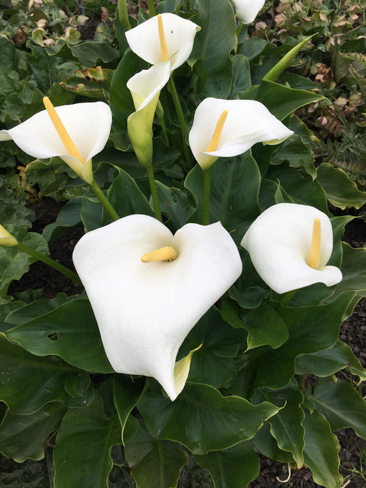 Zantedeschia aethiopica 'Snow White | Calla Lily (3 Litre)