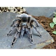 Costa Rican Zebra Tarantula - Aphonopelma seemanni