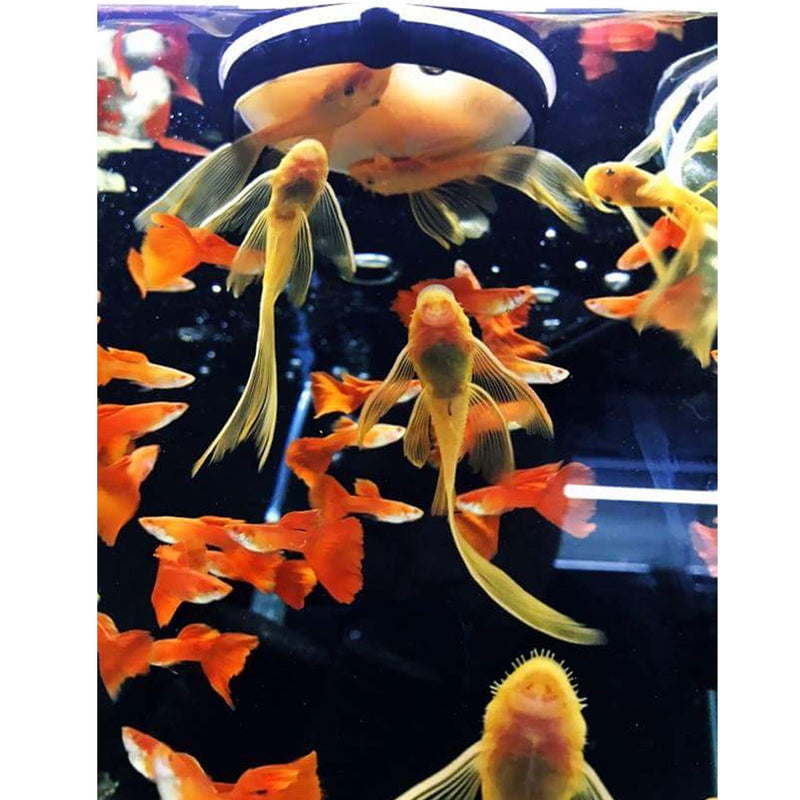 Ziss Feeding Sieves SF-1 0.13mm