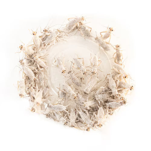 ZooMed Repti Calcium without D3 227g