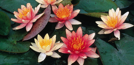 Nymphaea 'Sioux' (P11)