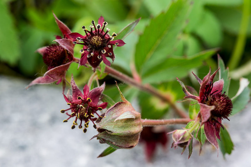 Potentilla palustris | Bogbean Cinquefoil P9