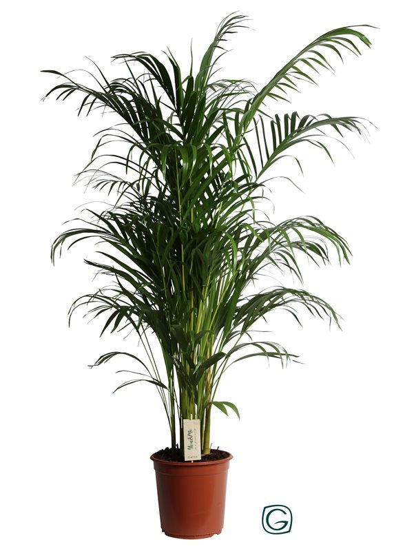 Dypsis lute Areca | Areca Palm 140cm P24