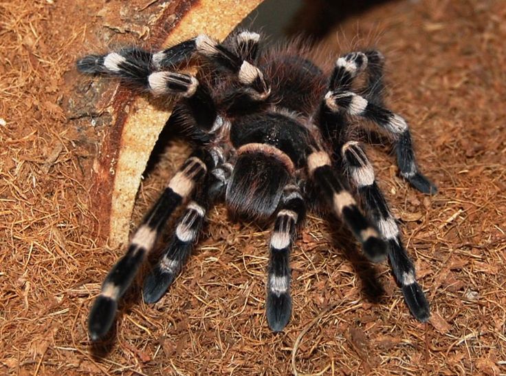 Brazilian White Knee Tarantula | Acanthoscuria geniculata (S)